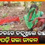 ଭାଲୁ ଭୟରେ ଗଛକୁ ଚଢ଼ିଥିଲେ; ଗଛରୁ ଖସି ହେଲା ମୃତ୍ୟୁ