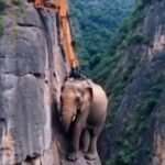 ପାହାଡ ମଝିରେ ଫଶିଥିଲା ହାତୀ