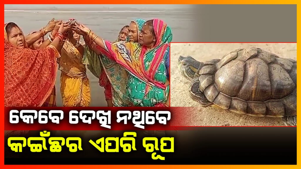 କେବେ ଦେଖି ନଥିବେ ଏମିତି କଇଁଛ