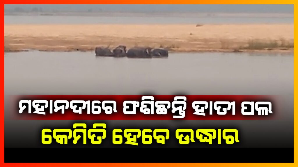 ସମୁଦ୍ର ମଝିରେ ହାତୀ ପଲ