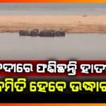 ସମୁଦ୍ର ମଝିରେ ହାତୀ ପଲ
