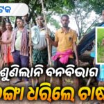 ହାତୀ ନଷ୍ଟ କଲା ଚାଷୀର ସୁନାର ଫସଲ