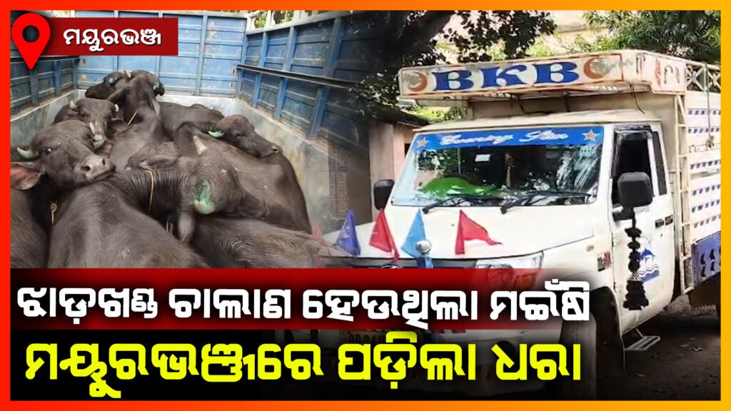 ବେଆଇନ ମଈଁଷି ଚାଲାଣ ବେଳେ ୧୫ ମଇଁଷି ଉଦ୍ଧାର