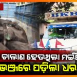 ବେଆଇନ ମଈଁଷି ଚାଲାଣ ବେଳେ ୧୫ ମଇଁଷି ଉଦ୍ଧାର