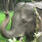 ଗାଁ ରେ ଉତ୍ପାତ କରୁଛନ୍ତି ଦନ୍ତା ହାତୀ