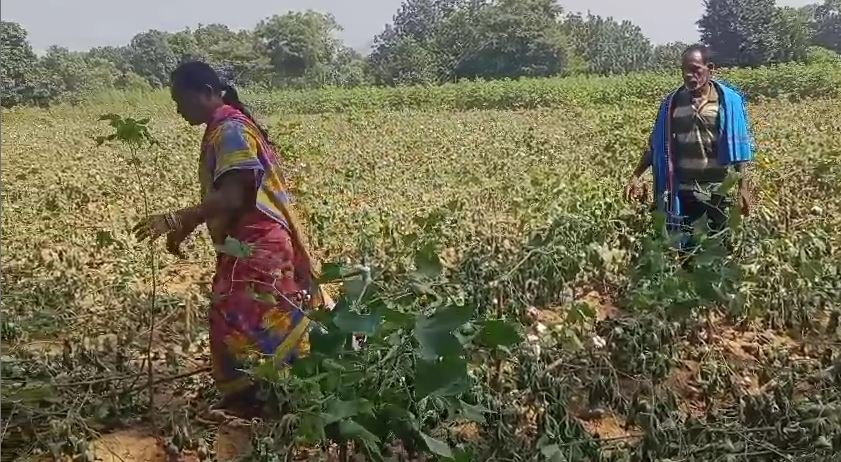 ଗୋଟିଏ ଏକର କପା ଚାଷ ନଷ୍ଟ କରିଦେଲେ ଦୁର୍ବୃତ୍ତ |