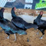 ଫାର୍ମ ଭିତରେ ପଶି 200ରୁ ଉର୍ଦ୍ଧ ଦେଶୀ କୁକୁଡ଼ାକୁ ଅଧା ଅଧା କରି ଖାଇଲା ଅଜଣା ଜନ୍ତୁ ||