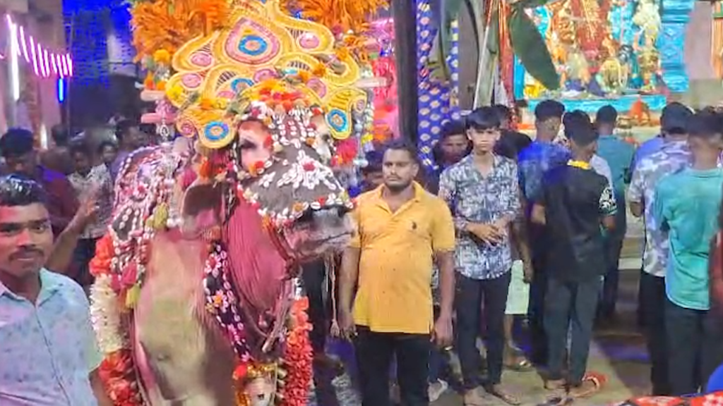 ଭୁବନ ଦୁର୍ଗା ପୂଜାରେ ନିଆରା ବଳଦ ଯାତ୍ରା || DHENKANAL