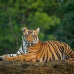 ଗାଁ ନିକଟରେ ବୁଲୁଛି ମହାବଳ ବାଘ,ଭୟଭୀତ ଅଞ୍ଚଳ ବସି ||