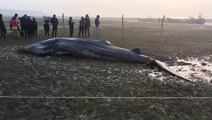 50କ୍ବିଣ୍ଟାଲ ଓଜନର ସାର୍କ ମାଛ,ଦେଖିବାକୁ ଲାଗିଛି ଭିଡ଼ || BALASORE NEWS